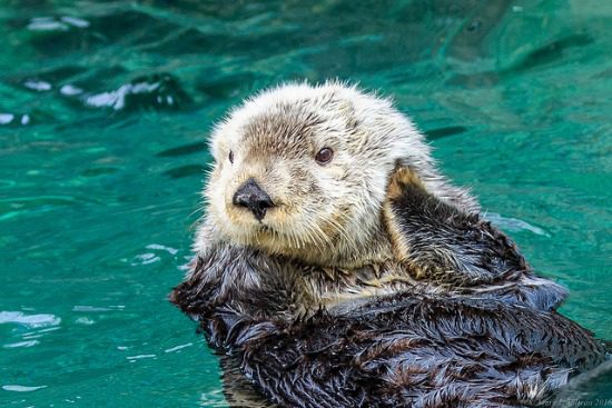 Sea Otter | Photo: Mark Filteau Flickr
