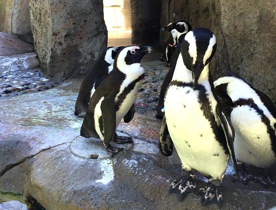 Penguins | Photo: Bianca Bujan
