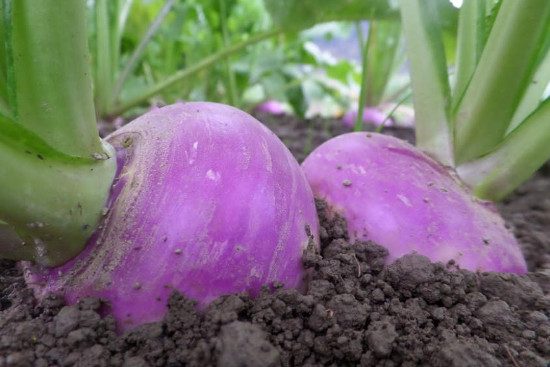 farmers-market-turnips