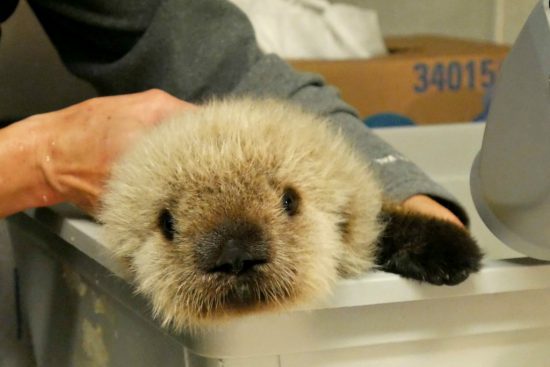 vancouver aquarium sea otter