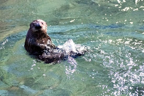 New Otter Pup | Photo: Vancouver Aquarium