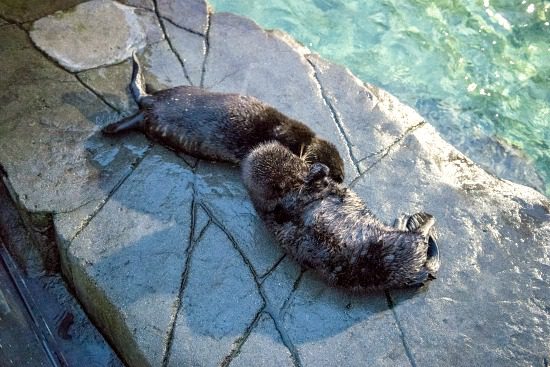 Brother-sister otter pups | Photo: Vancouver Aquarium