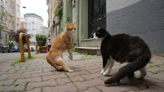 A tense scene from the Turkish documentary Kedi.