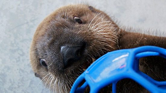 New Sea Otter Pup | Photo: Daniela Ruiz (Alaska Sea Life Center)