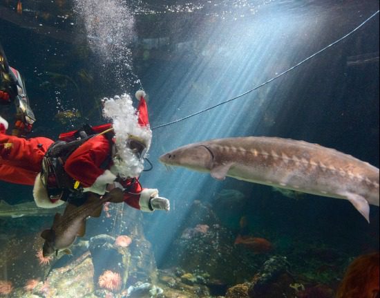 Scuba Claus | Photo: Vancouver Aquarium