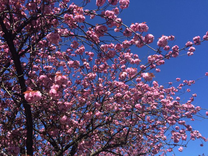 Vancouver cherry blossoms