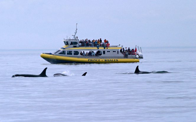 A whale watching boat in the Strait of Georgia near Vancouver, BC