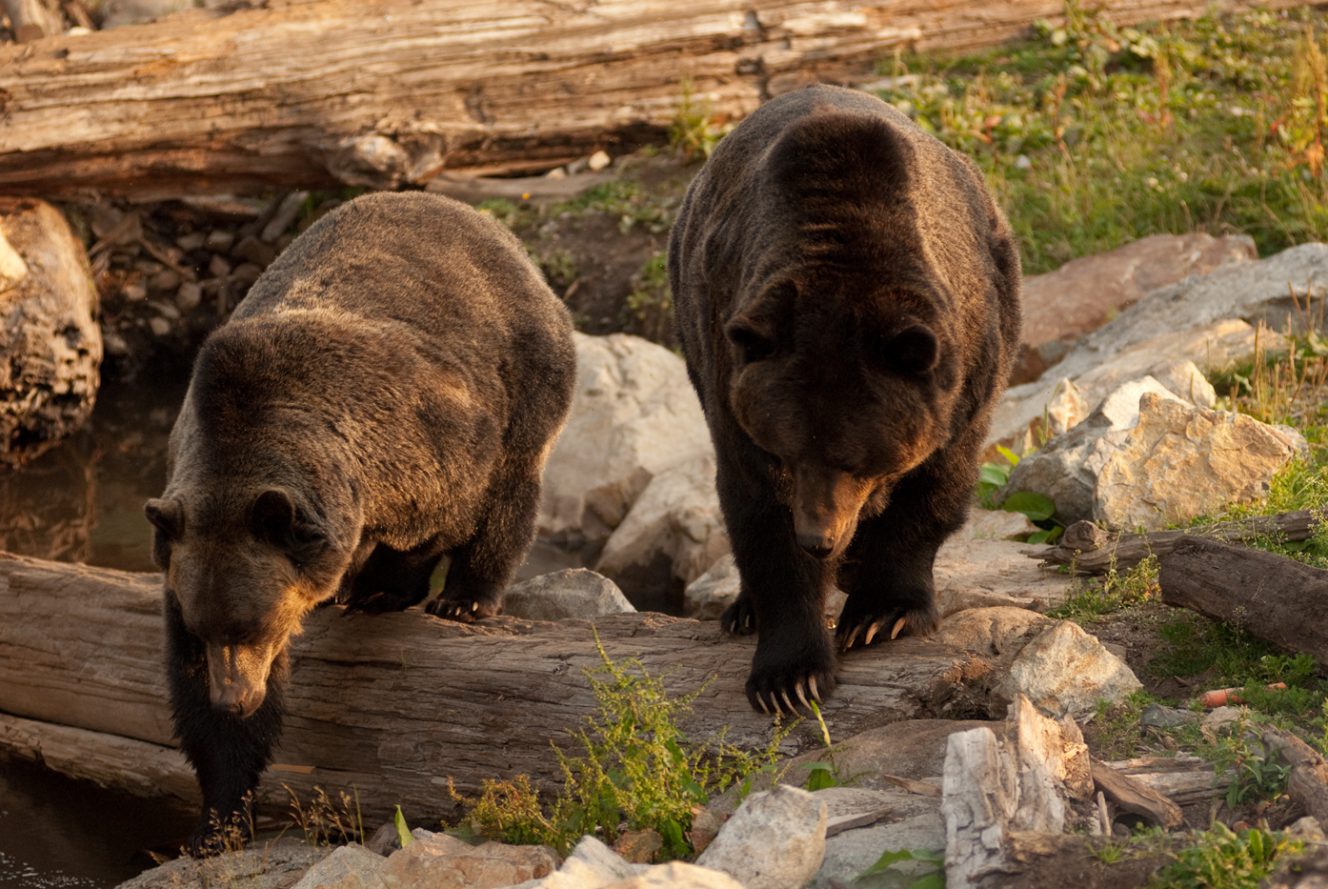 wildlife tour vancouver