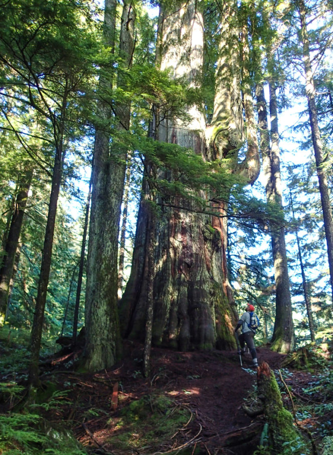 A hiker gazes up at a giant old growth red cedar tree in North Vancouver