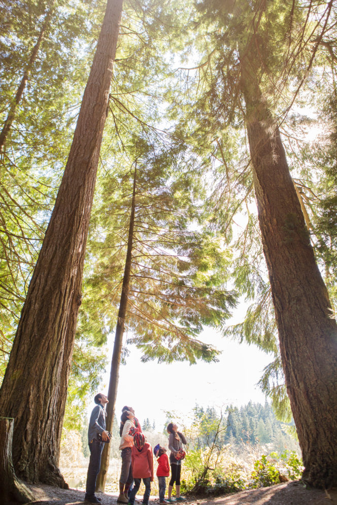 A family looks up at a very tall tree in Vancouver's Stanley Park