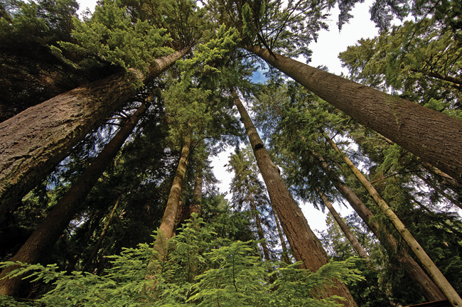 Looking up into a stand of huge trees on Vancouver's North Shore.