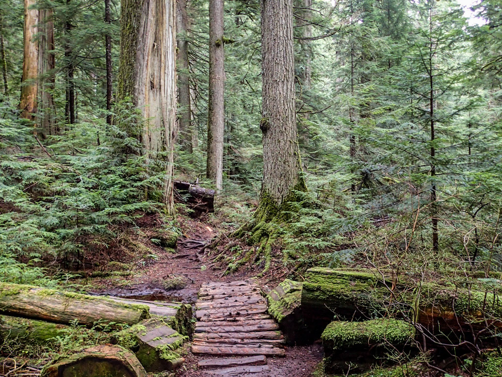 October’s Vancouver Hike of the Month: Brother’s Creek - Inside ...