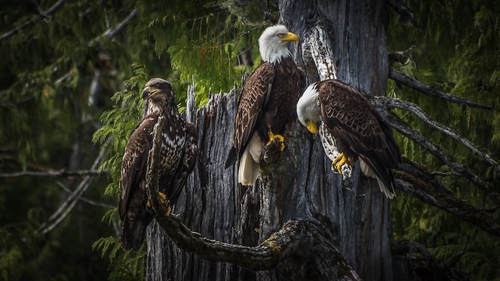 Eagle Viewing in Squamish & Brackendale, BC