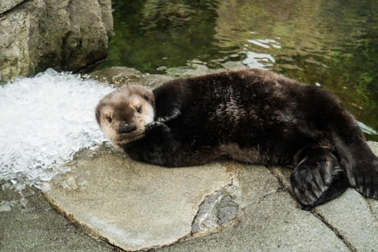 vancouver aquarium rescued named orphaned insidevancouver
