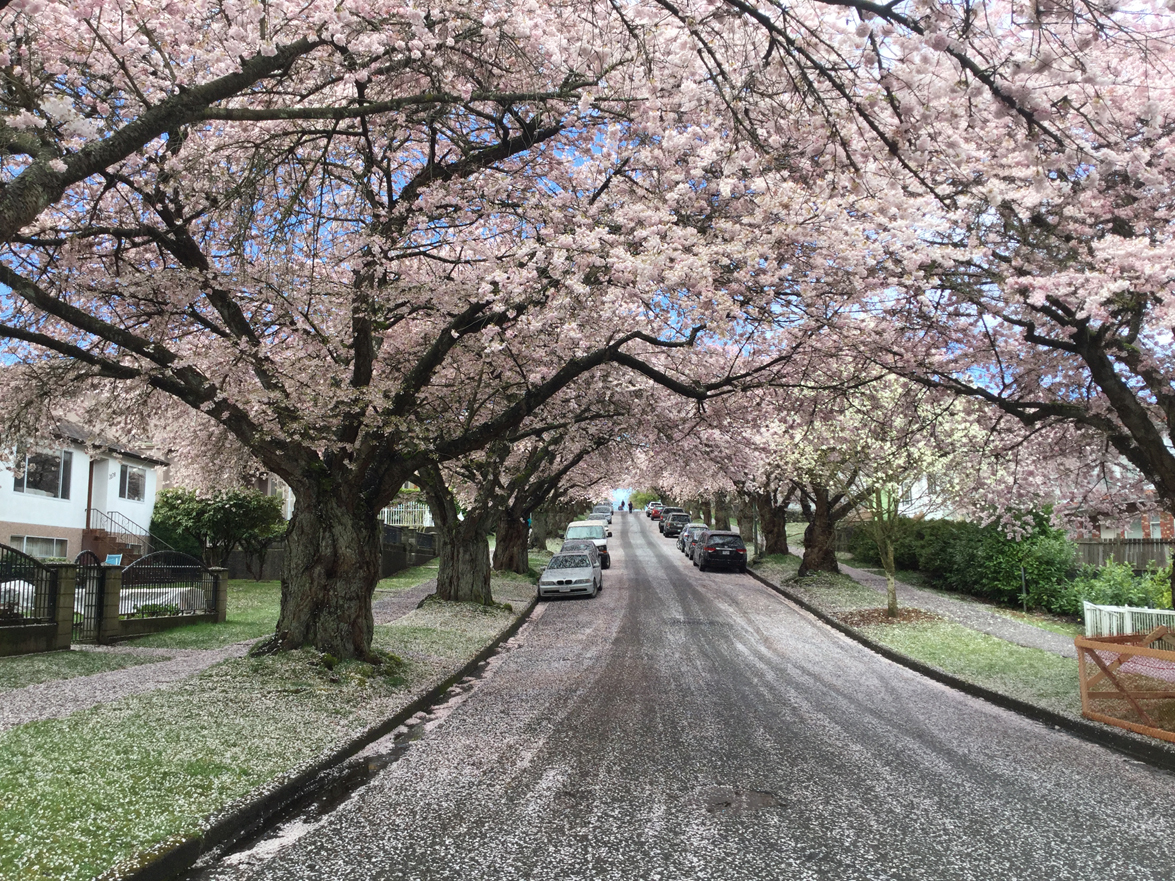 2021 Vancouver Cherry Blossom Festival Events You Shouldn't Miss ...