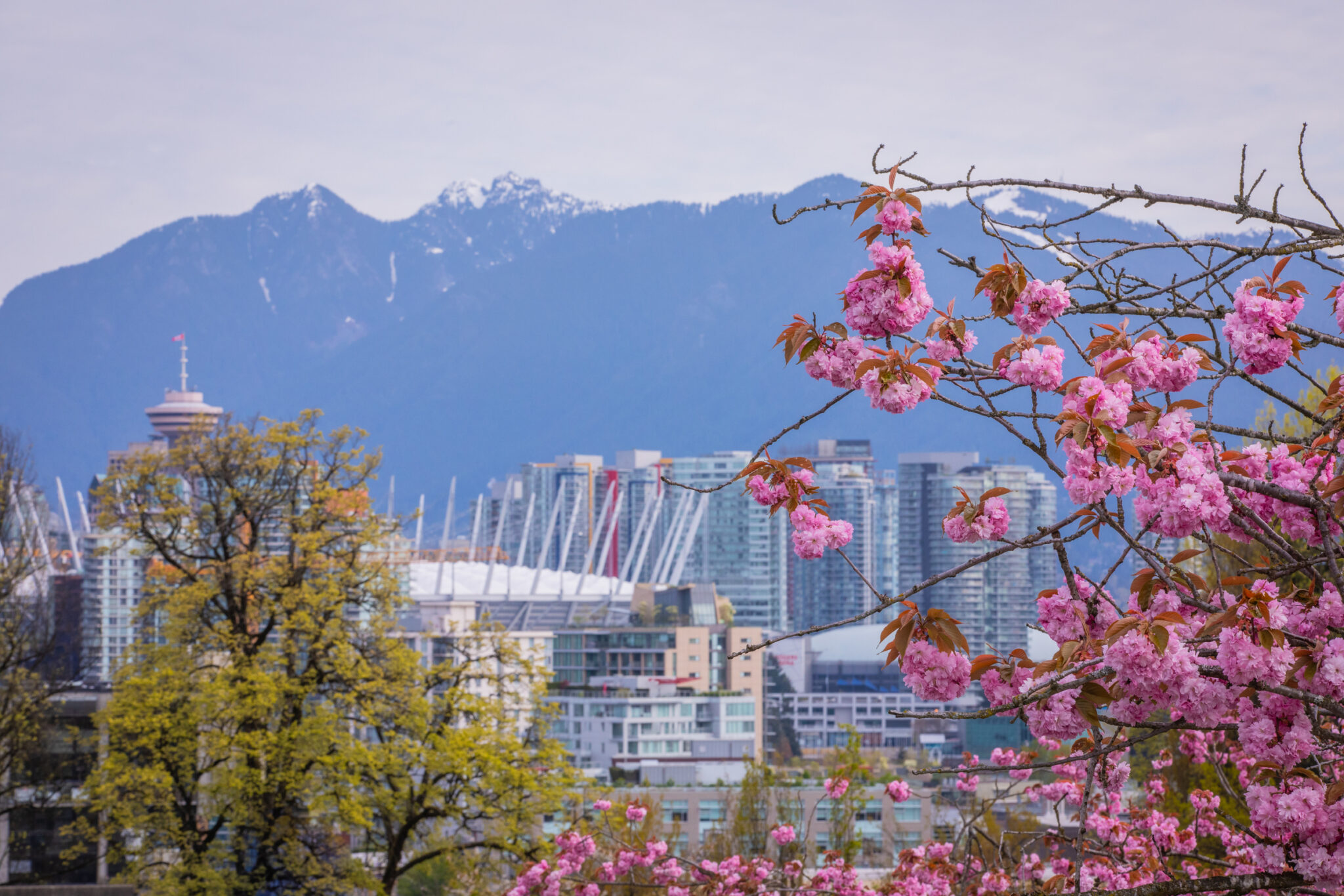 20 Best Places to See Cherry Blossoms Around Vancouver LaptrinhX / News