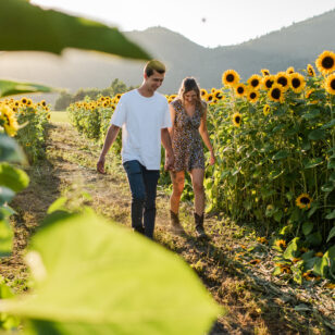 A couple walks through the fields at the Abbotsford Sunflower Festival