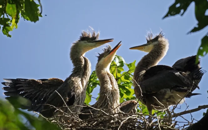 Herons in a nest