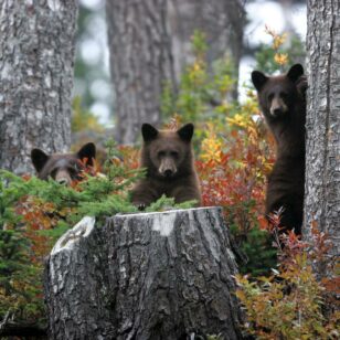 A family of bears in Whistler