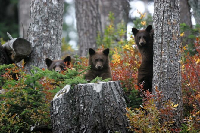 A family of bears in Whistler