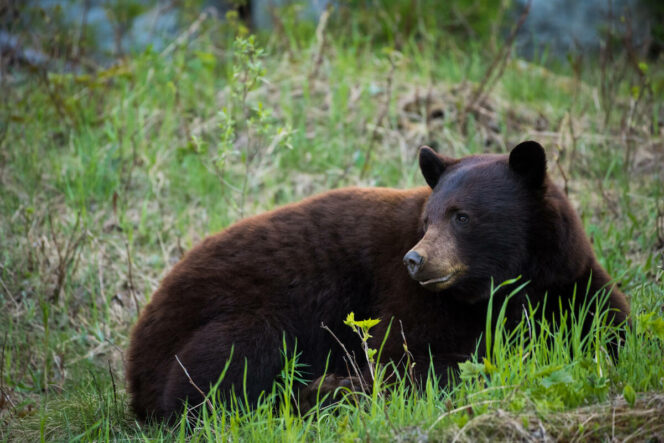 A bear sitting in the grass in Whistler.