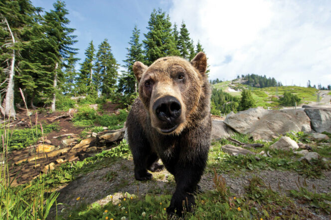 A grizzly bear on Grouse Mountain