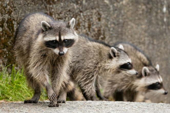 Raccoons on a pathway in Stanley Park