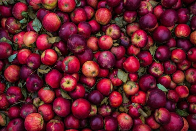 A close up of freshly picked apples