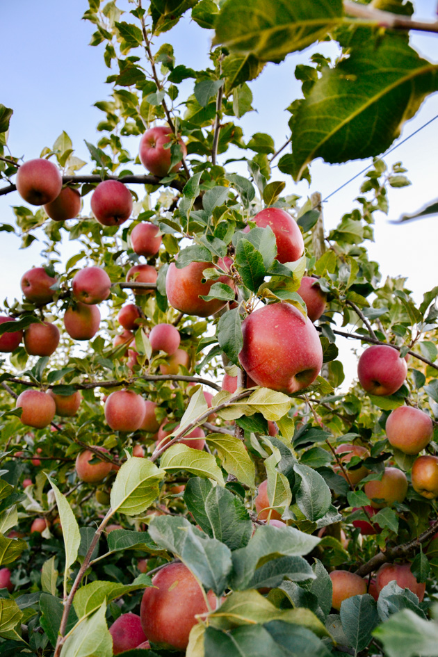 Apples at Willowview Farms near Vancouver