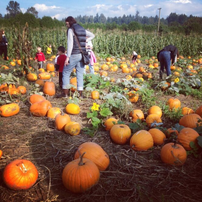 Families look for pumpkins at Aldor Acres Family Farm near Vancouver