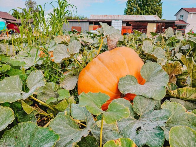 A giant pumpkin at the Harris Pumpkin Patch near Vancouver