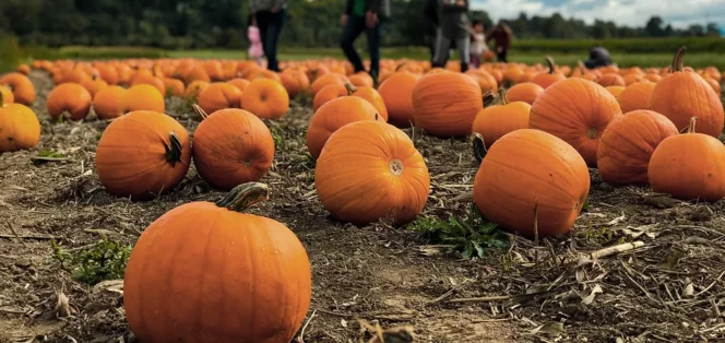 Pumpkins at Meadows Family Farm near Vancouver