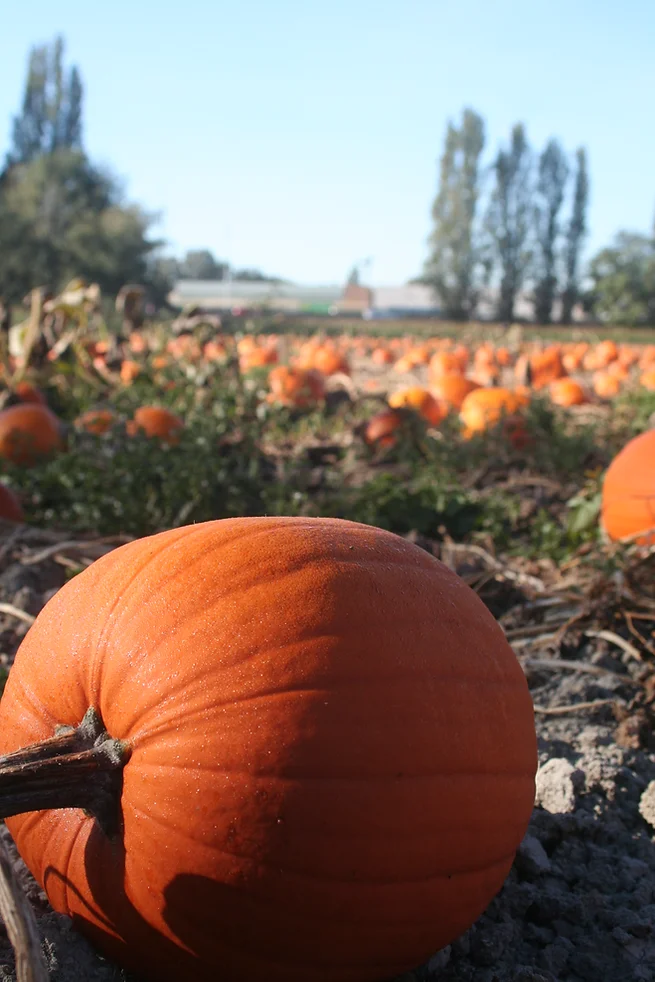 Pumpkins in the field at Richmond Country Farms in Vancouver