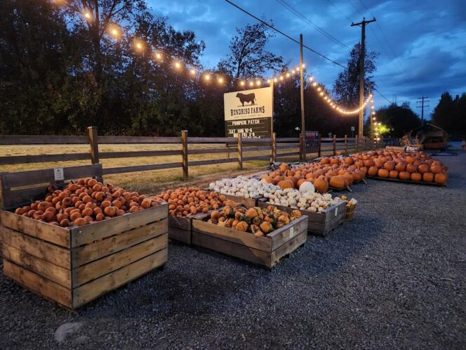 Pumpkins in bins at Rondriso Farms near Vancouver