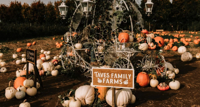 Pumpkins on display at Taves Family Farm near Vancouver. 