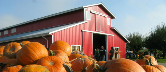 Pumpkins in front of a red barn at Laity Pumpkin Patch North near Vancouver