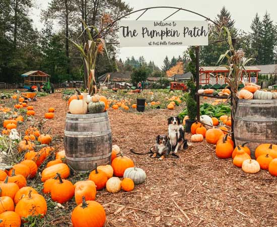 The pumpkin patch at Port Kells Nurseries