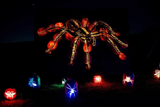 A cluster of pumpkins carved and arranged to form a giant spider at Pumpkins After Dark.