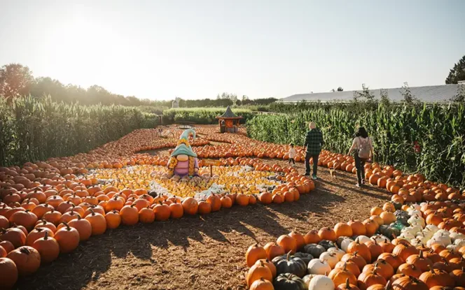 Pumpkins at Taves Family Farm